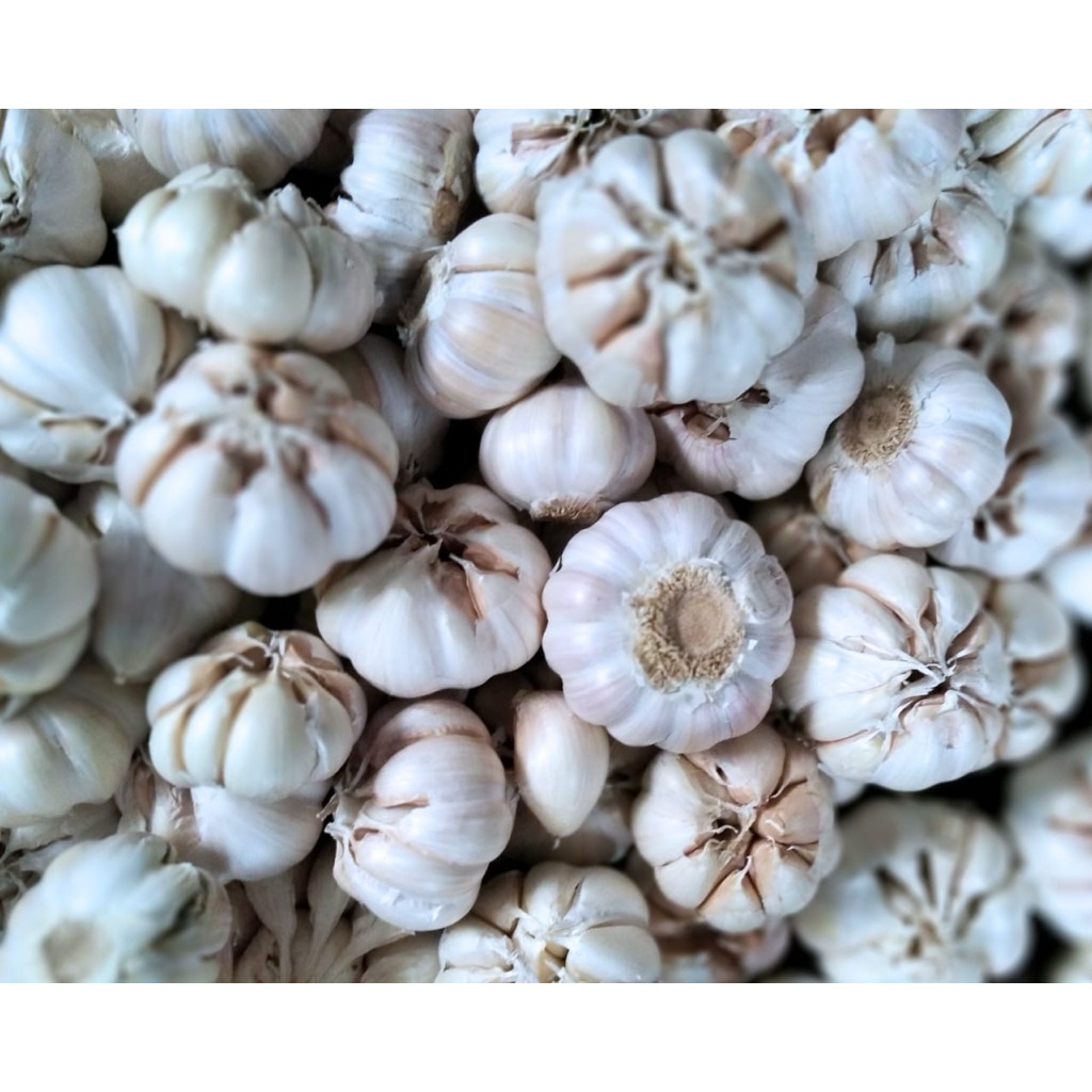 

Bawang Putih Fresh (Kotor) 1Kg