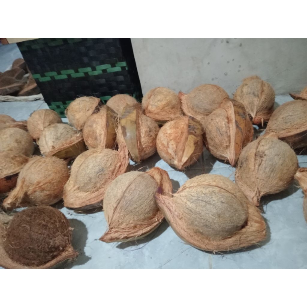 

kelapa tua kupas kualitas super termurah
