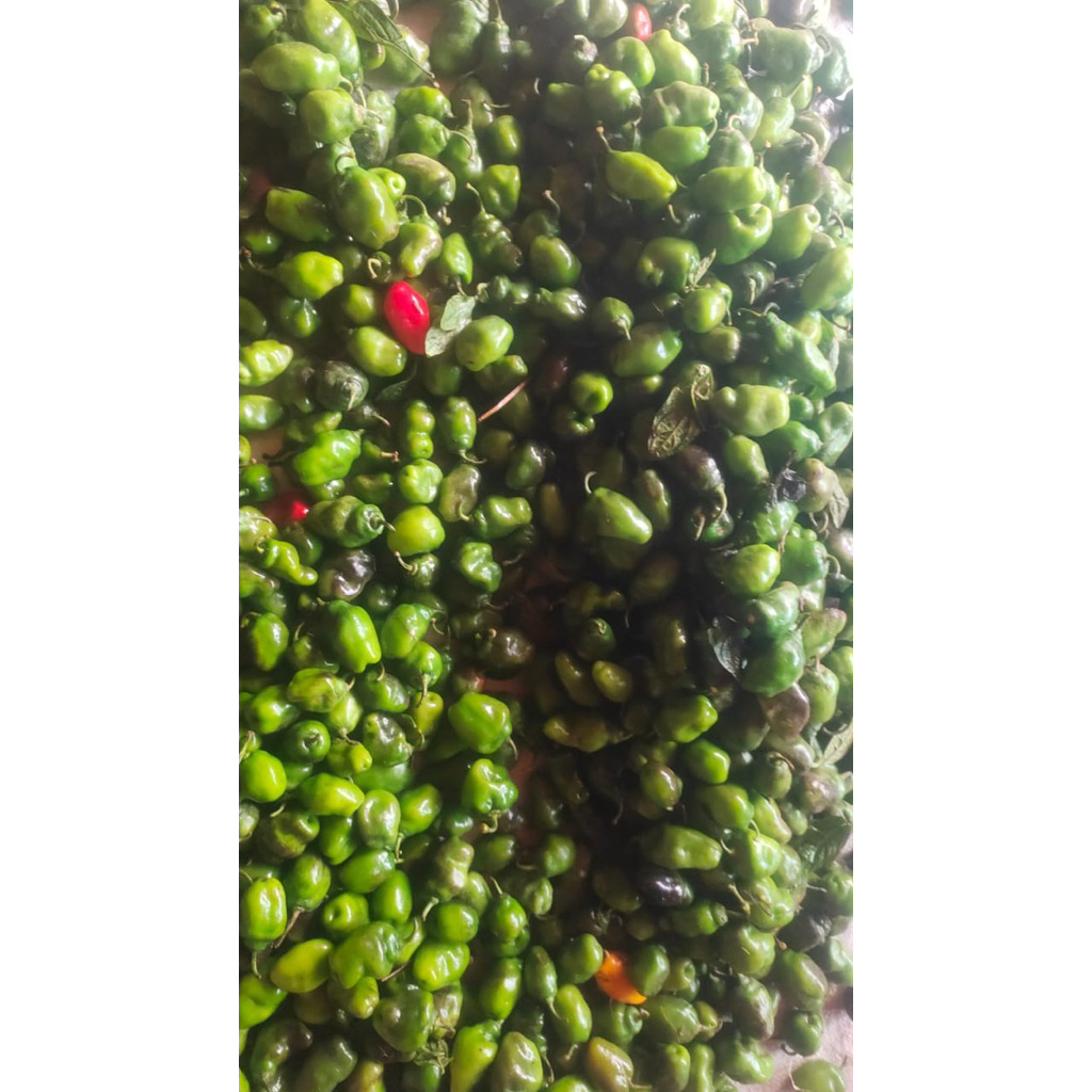 

CABAI GENDOT DIENG ASLI 500g