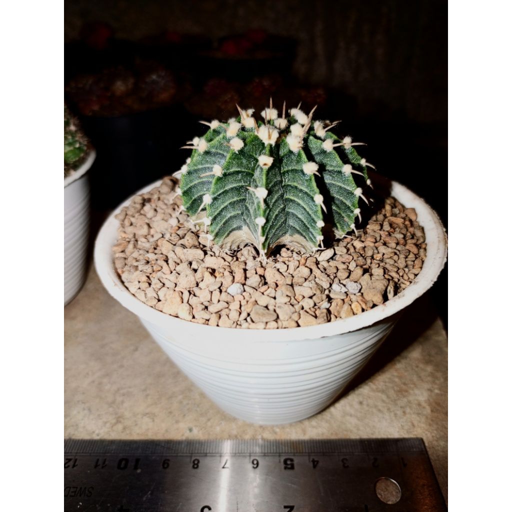 Kaktus LB hybrid dari biji / Gymnocalycium LB Hybrid seedling