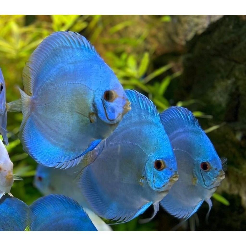 Ikan discus blue diamond 3inch