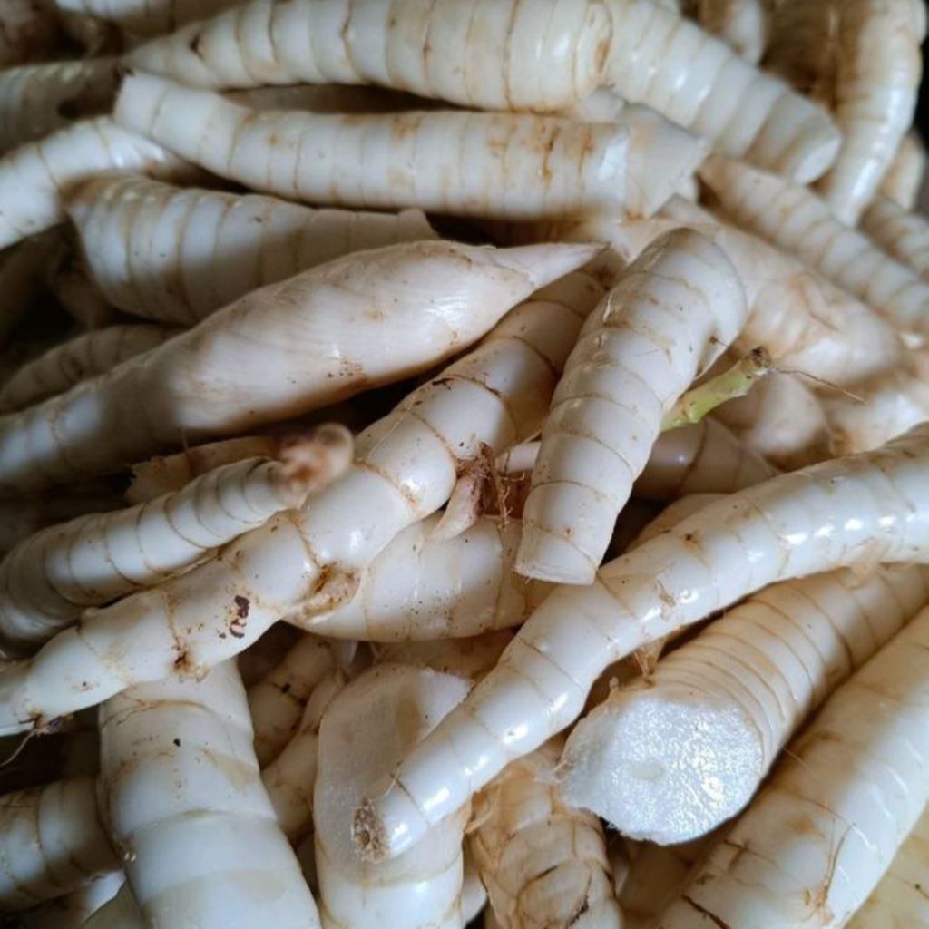 

Umbi Garut 1kg bisa di konsumsi langsung