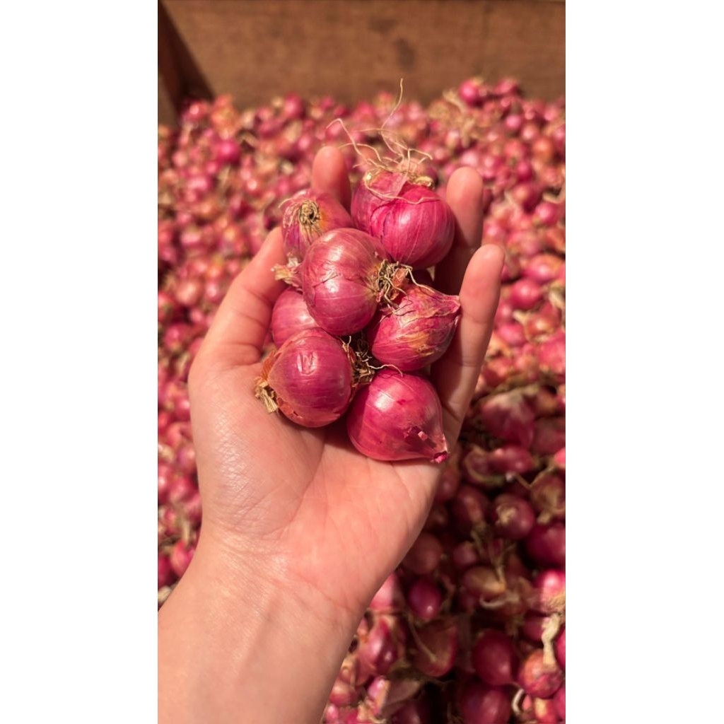 

bawang merah premium 250gr murah berkualitas