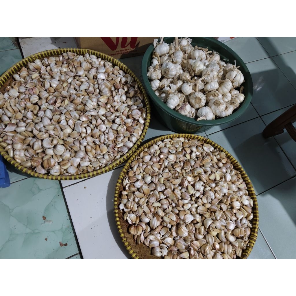 

bawang sinco