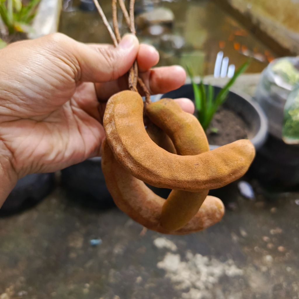 

Asem Muda Mentah 100 Gram Asam Jawa Muda Bumbu Masak