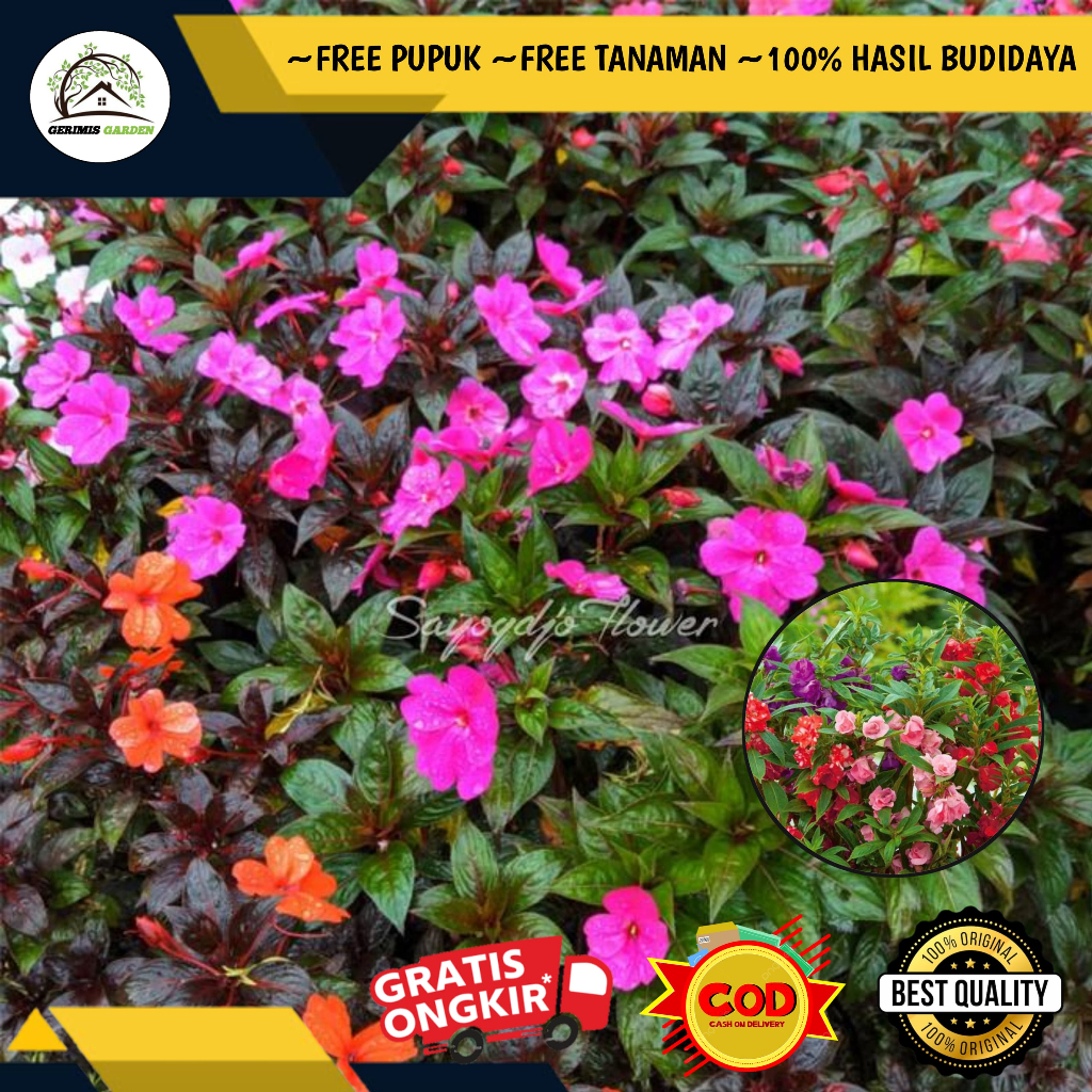 Bunga PACAR AIR Berbunga / Bunga Pacar Air Tumpuk