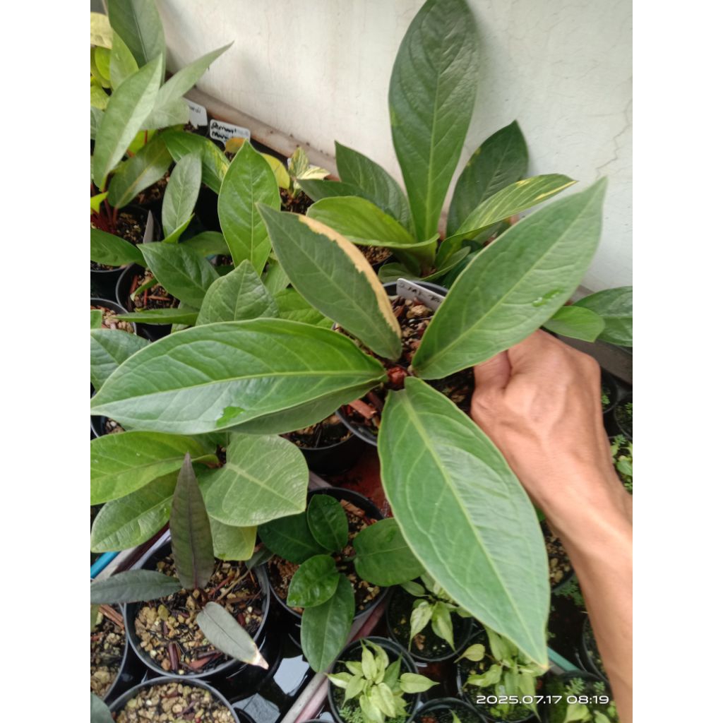 anthurium jemani mangkok tornado variegata tanaman hias