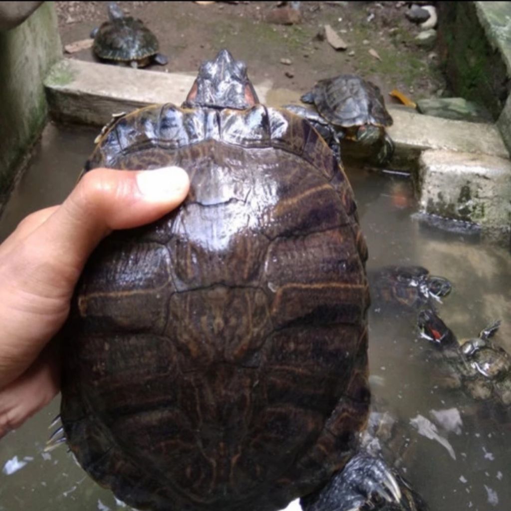 READY mainan kura kura Brazil Jantan Dewasa