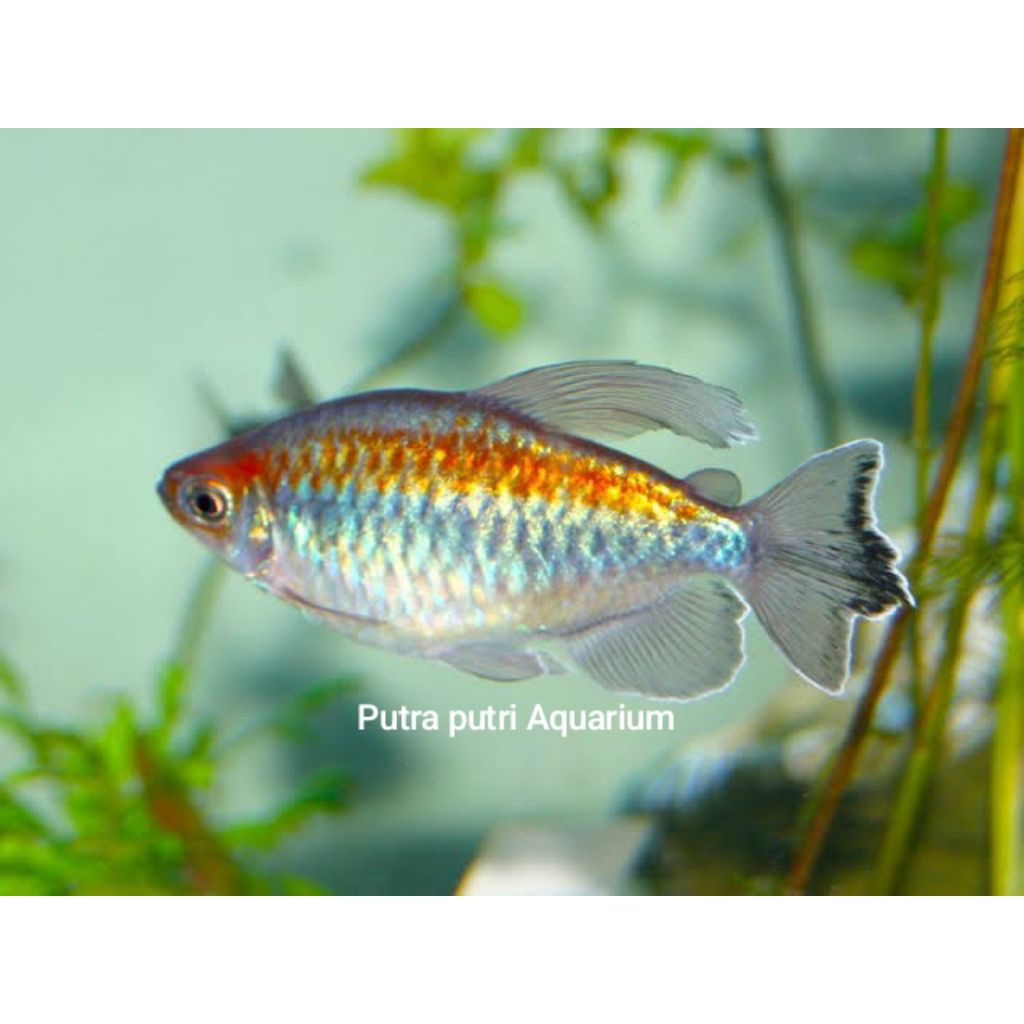 Hiasan Aquarium Congo Tetra