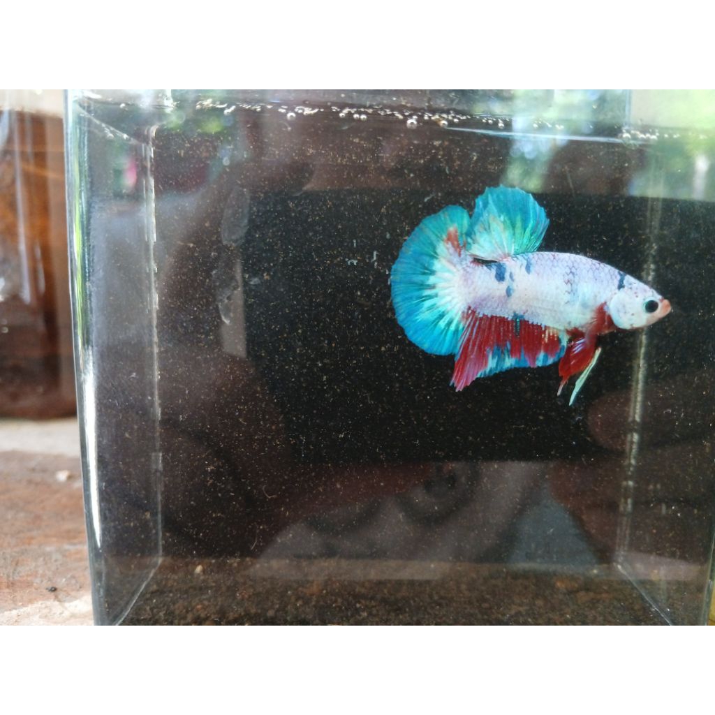 cupang plakat multi,giant,black samurai