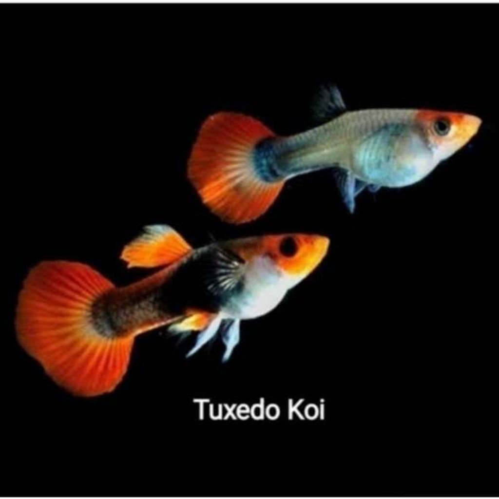 

PackingStyrofoam tuxedo koi