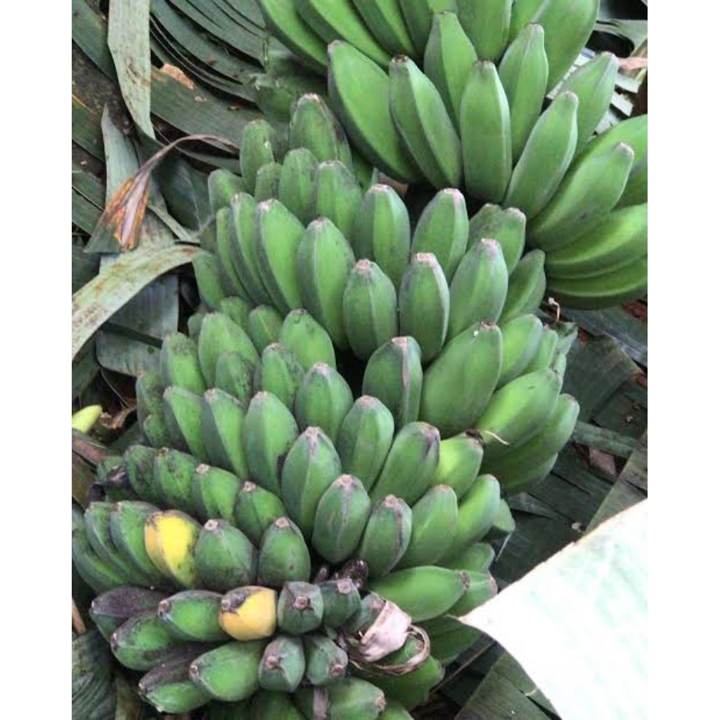 

pisang kepok 1 tandan asli jember