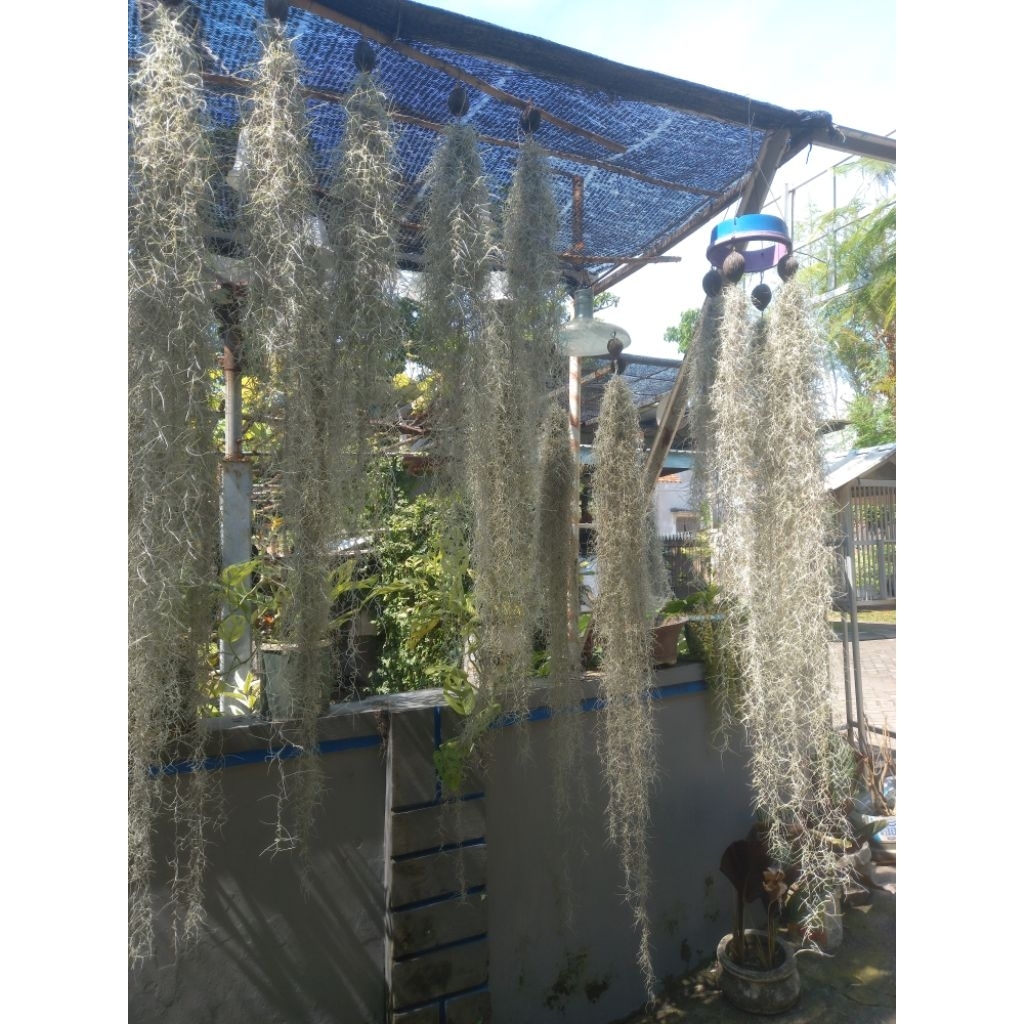 Bunga hias Jenggot musa