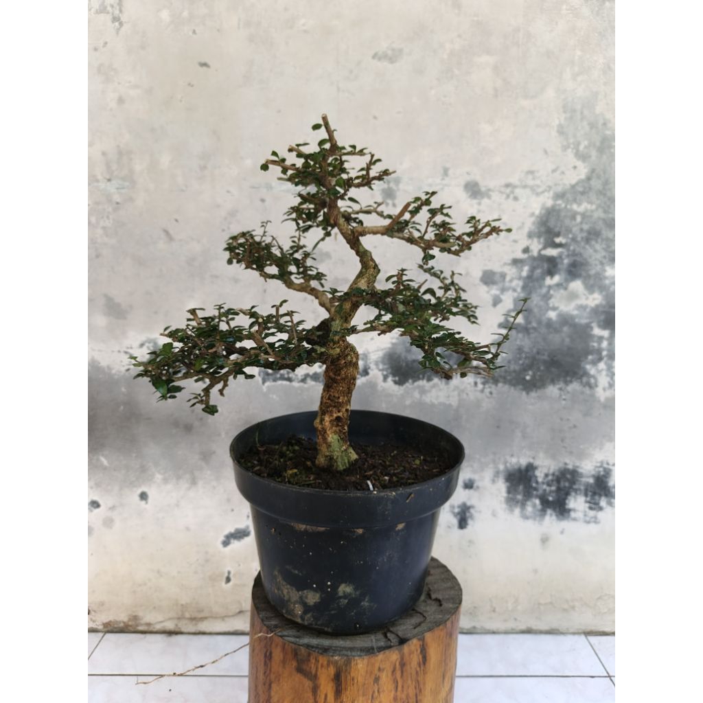 bahan hokianti micro sesuai gambar