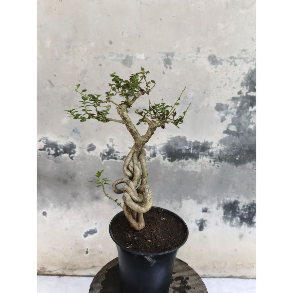 bahan sancang variegata split melintir