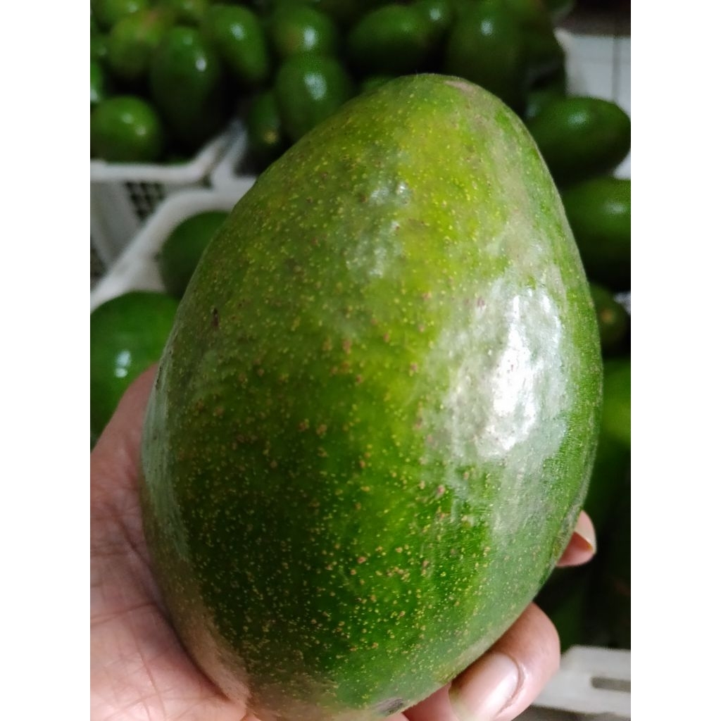 

alpukat mentega super 1kg isi 2