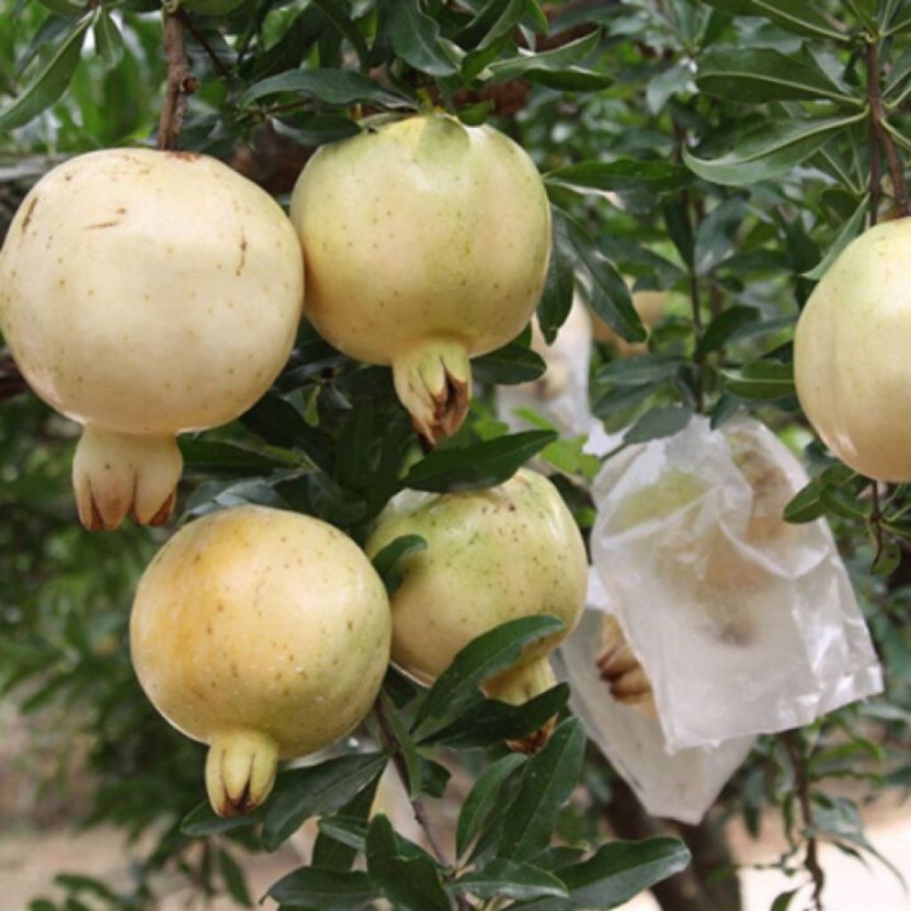 paket hemat 3 Bibit tanaman Buah Delima Putih Berbunga Berkualitas Unggul