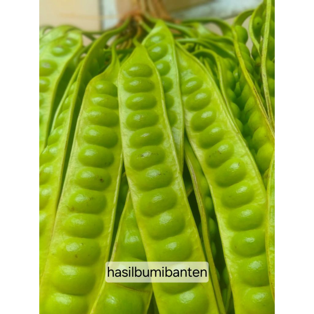 

PETE/PETAI PADI ISI 30 PAPAN LONJOR TUA SUPER
