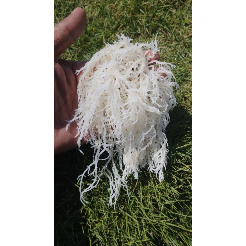 

Rumput Laut Spinosum 1KG kering 60%