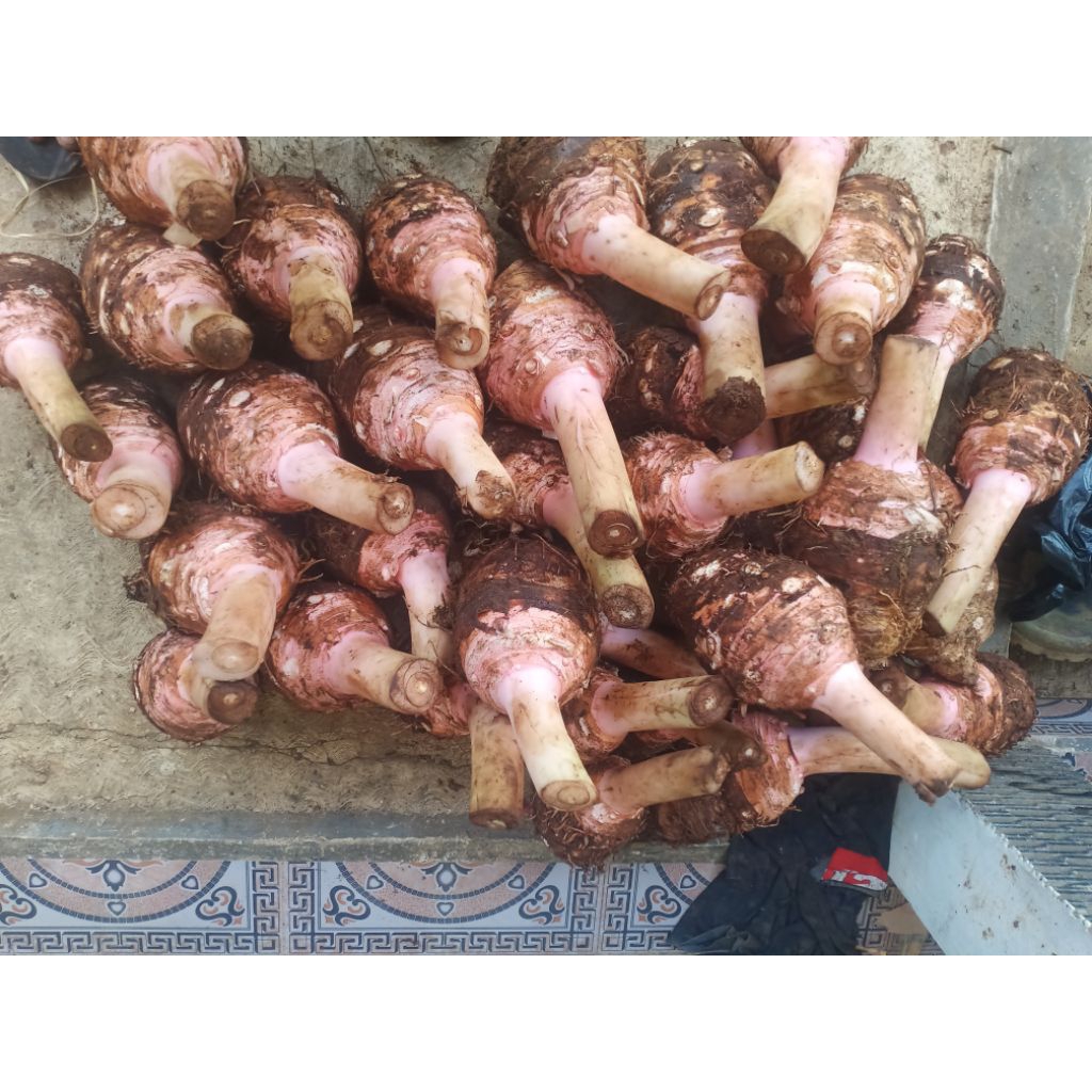 

talas boggor pres