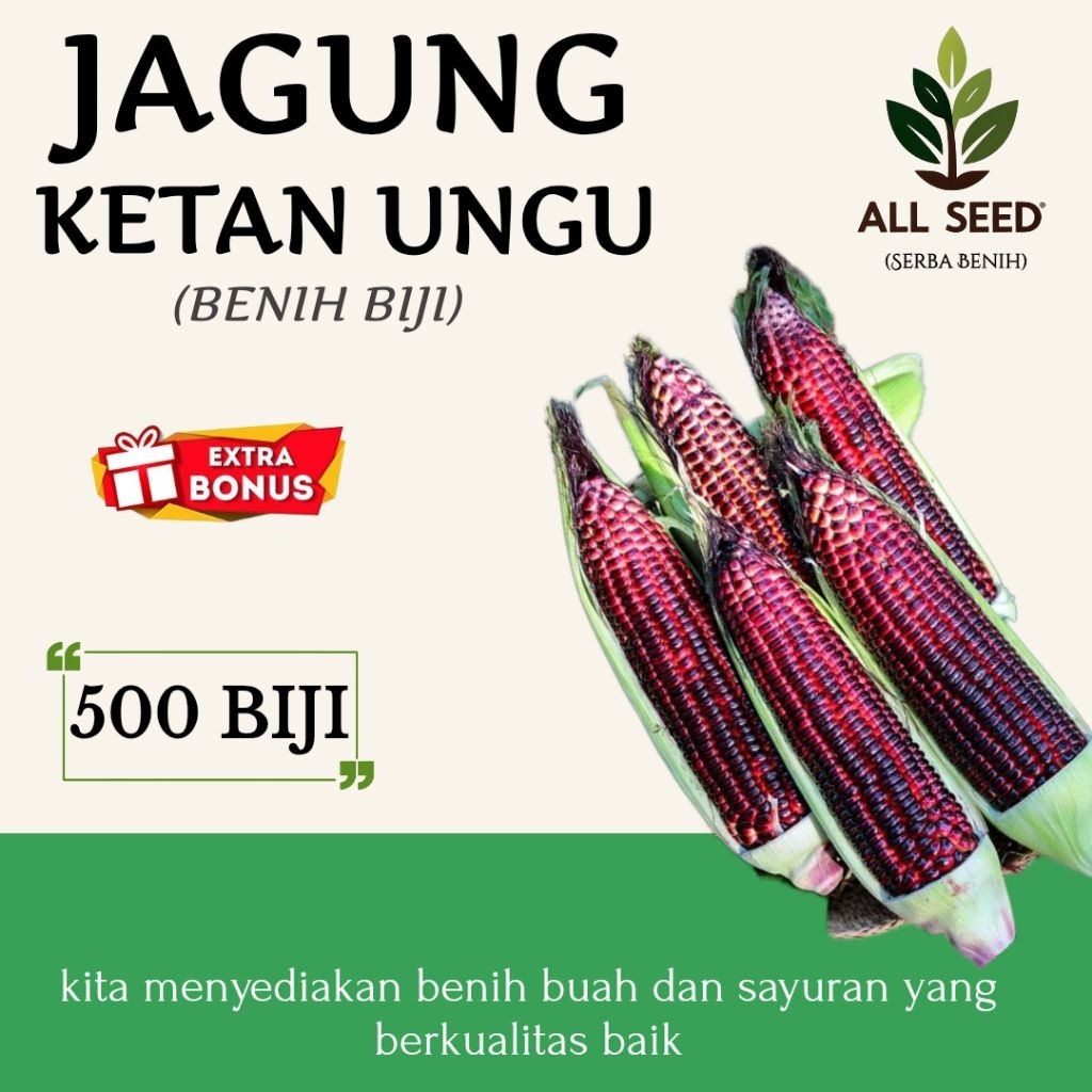 ( 500 biji ) Benih jagung ketan ungu | bibit biji jagung ungu | jagung pulut