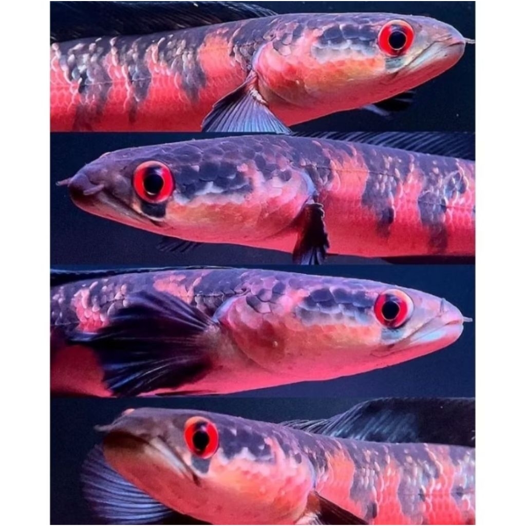 Red barito isi 4 ekor @6k (size 3-4cm)