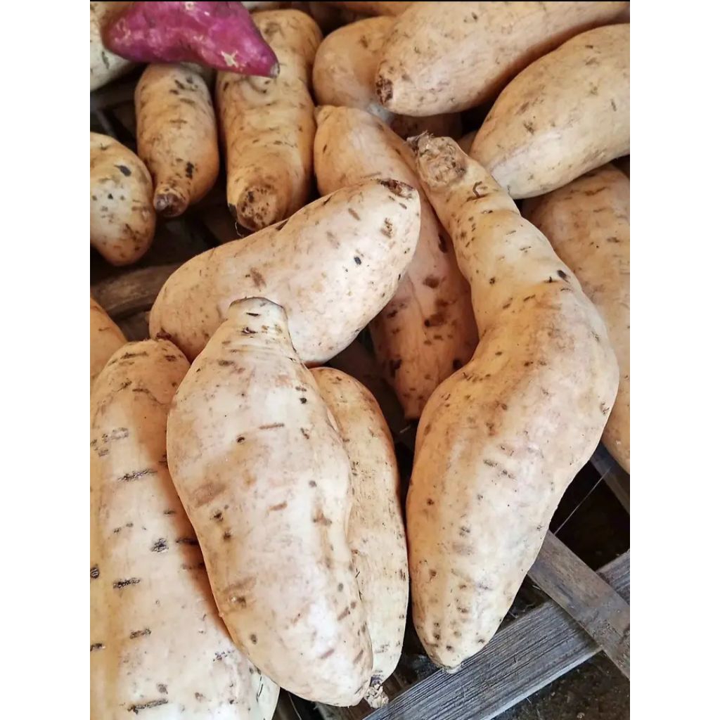 

Ubi Cilembu asli pulen dan manis 1kg