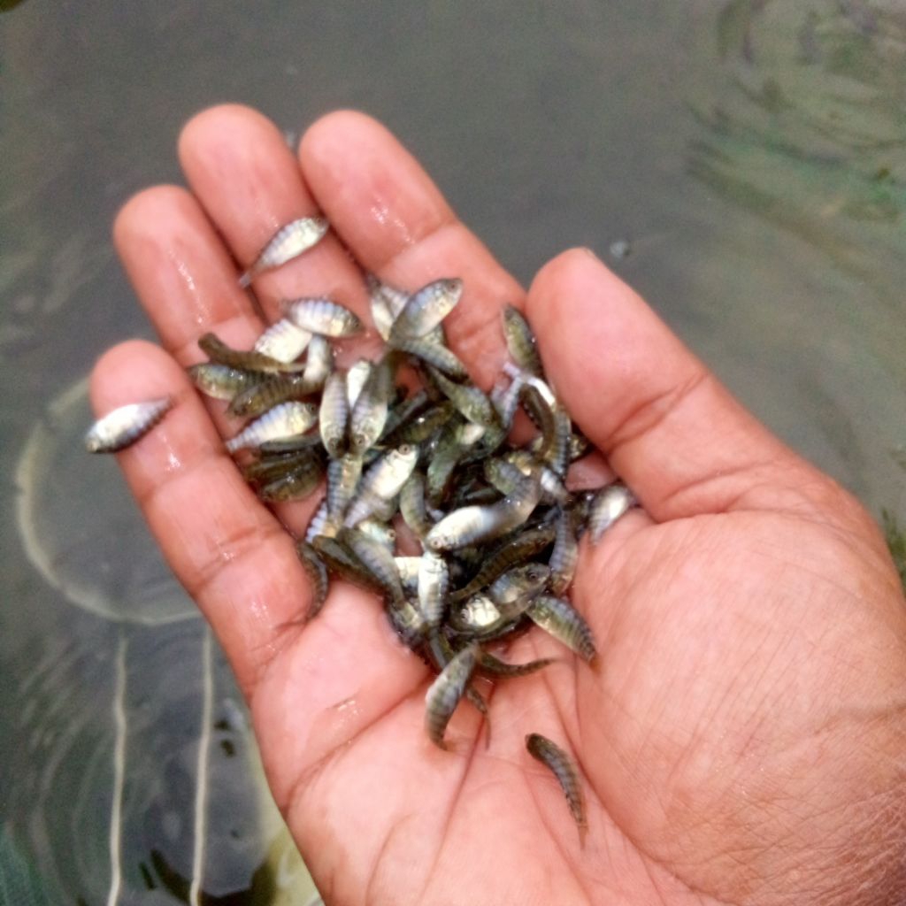 

nila nirwana hitam 2 cm unggulan terbaik isi 200 ekor.