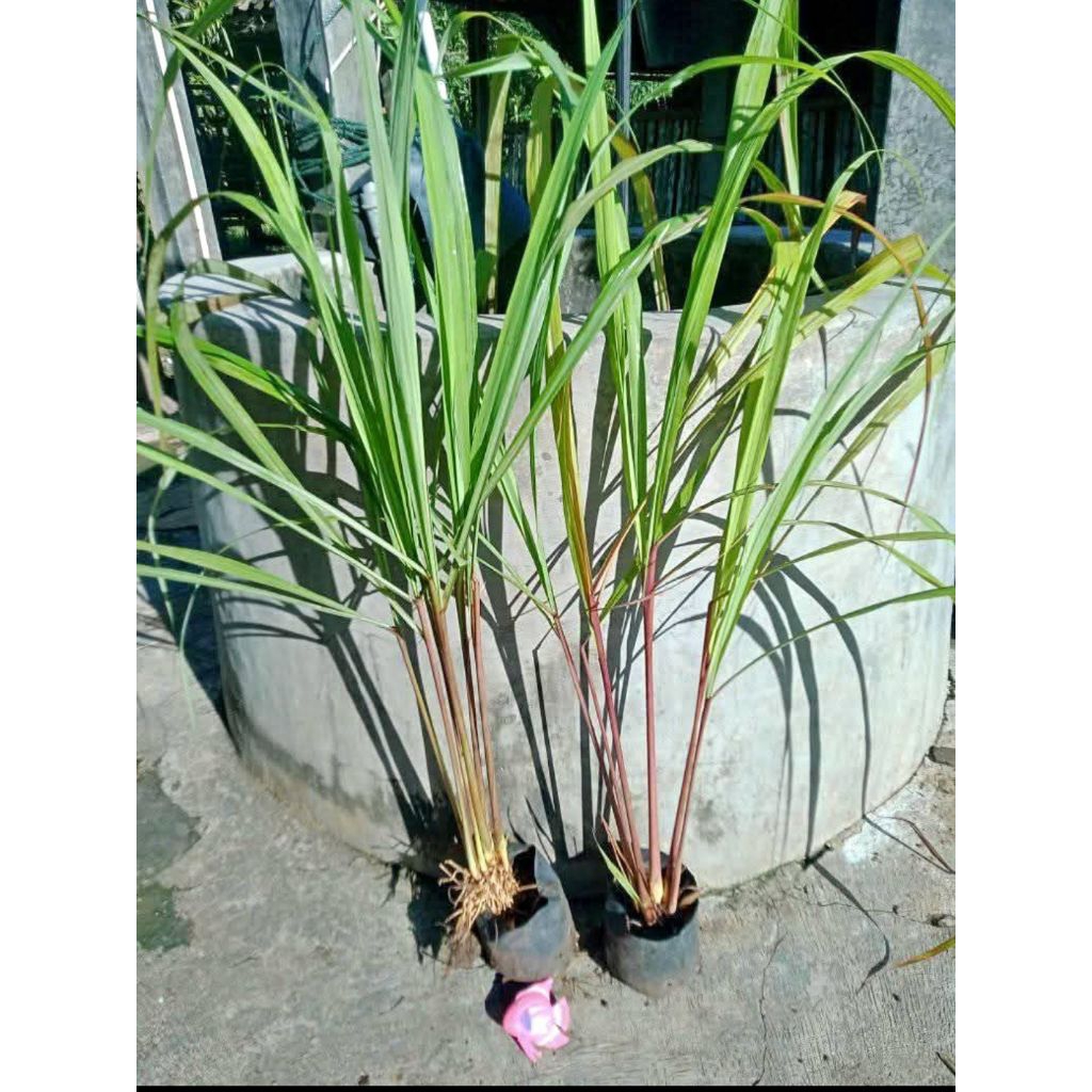 

promo hemat beli 1 gratis 2 sereh merah siap lahan/siap konsumsi terlaris no 1 top populer