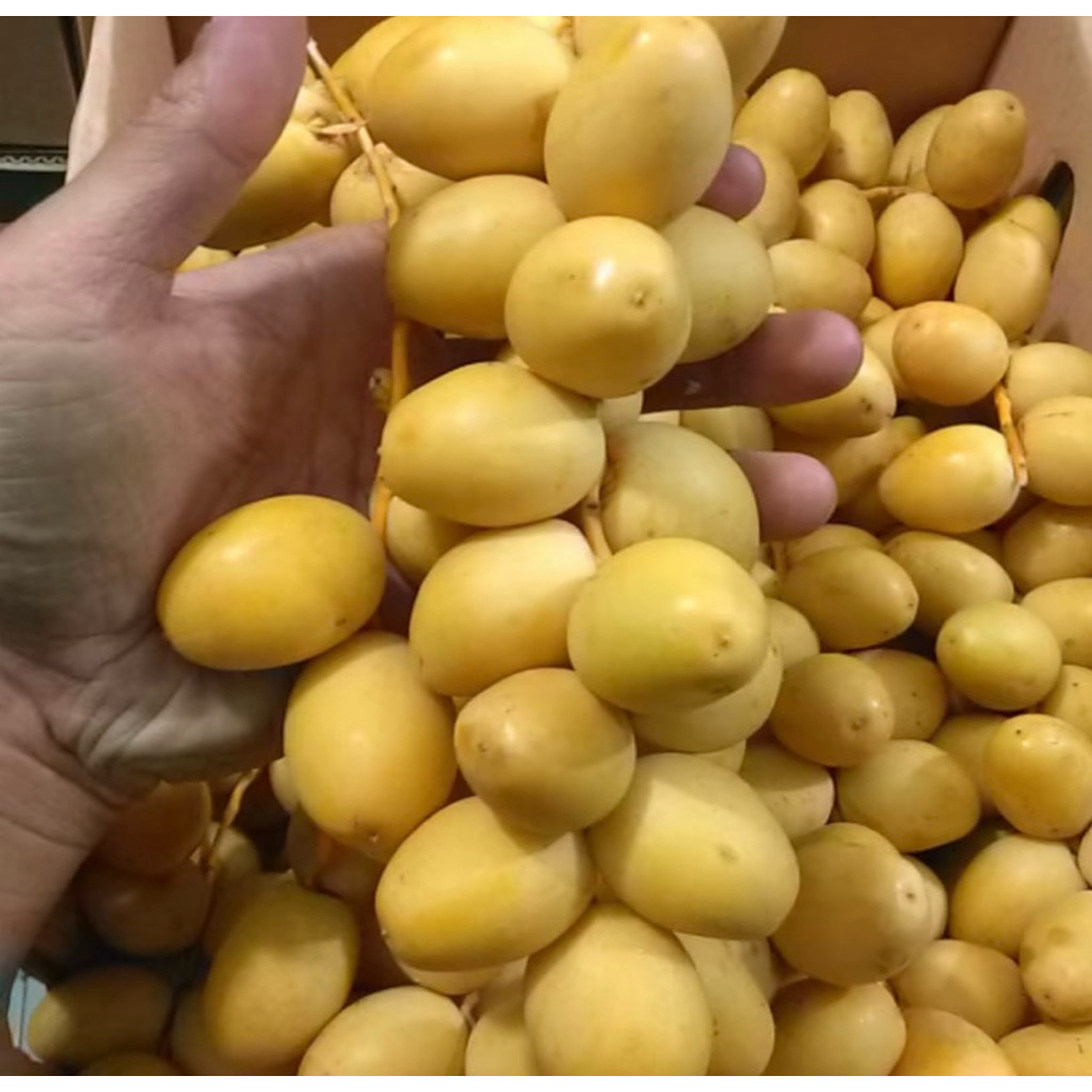 

Kurma Muda Yelllow | Kurma Muda Fresh 500gram