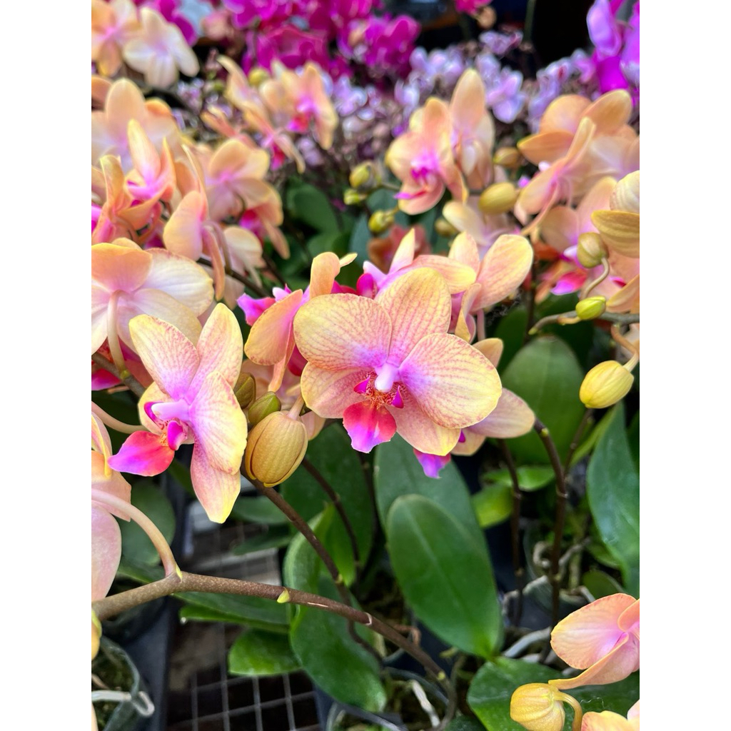 Angbul Mini Kuning Lidah Merah Berbunga