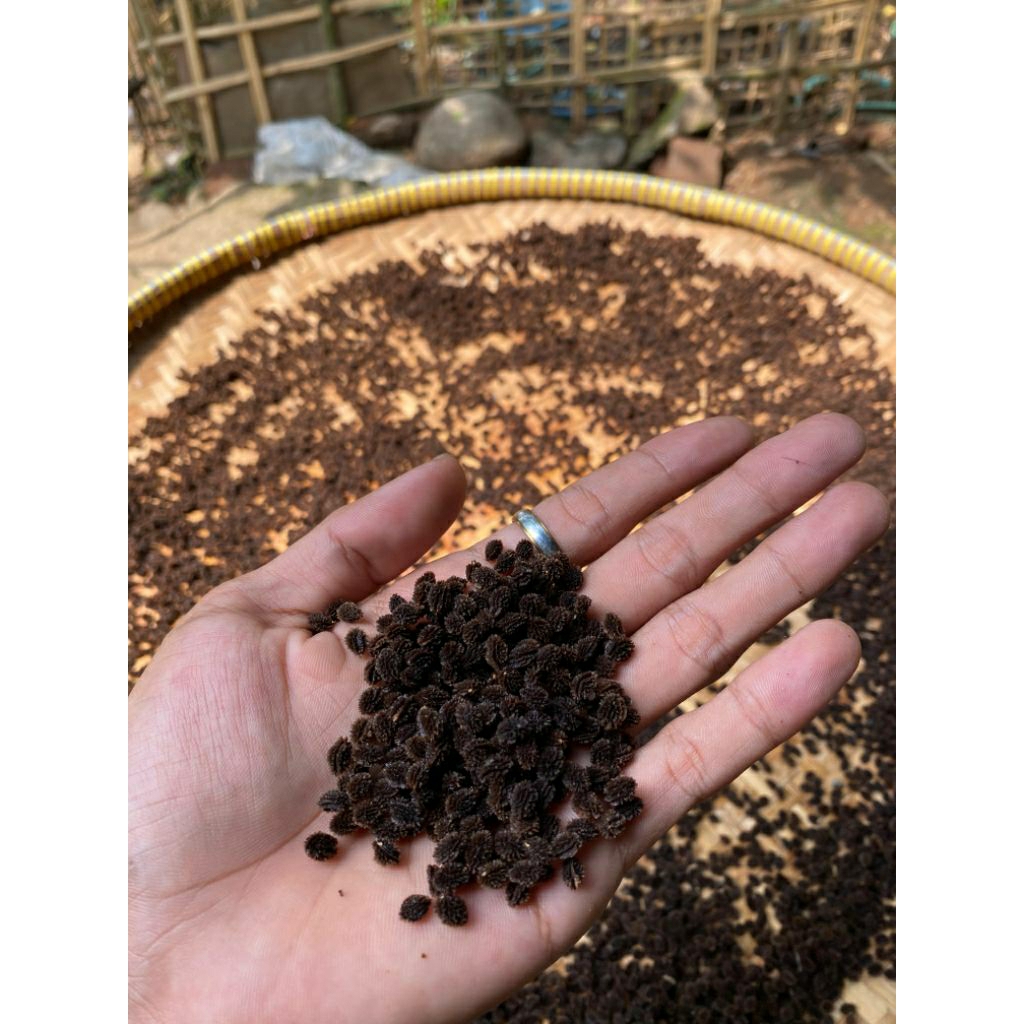 

Biji pepaya California (IPB9) 30 BIJI