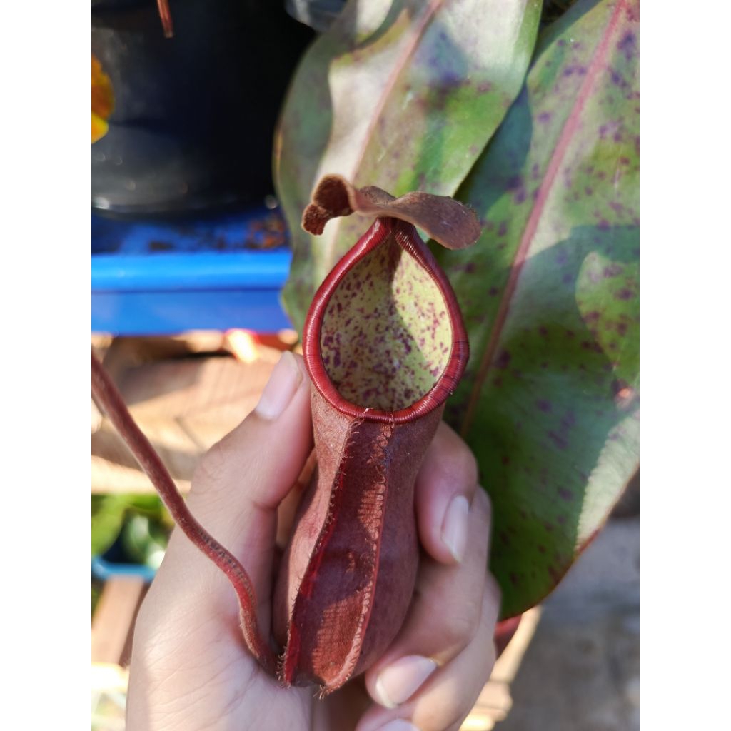 

RARE ITEM! / Nepenthes lost id / tanaman hias / tanaman unik / tanaman pemakan serangga / tanaman carnivora / tanaman unik / tanaman langka / kantong semar / periuk kera