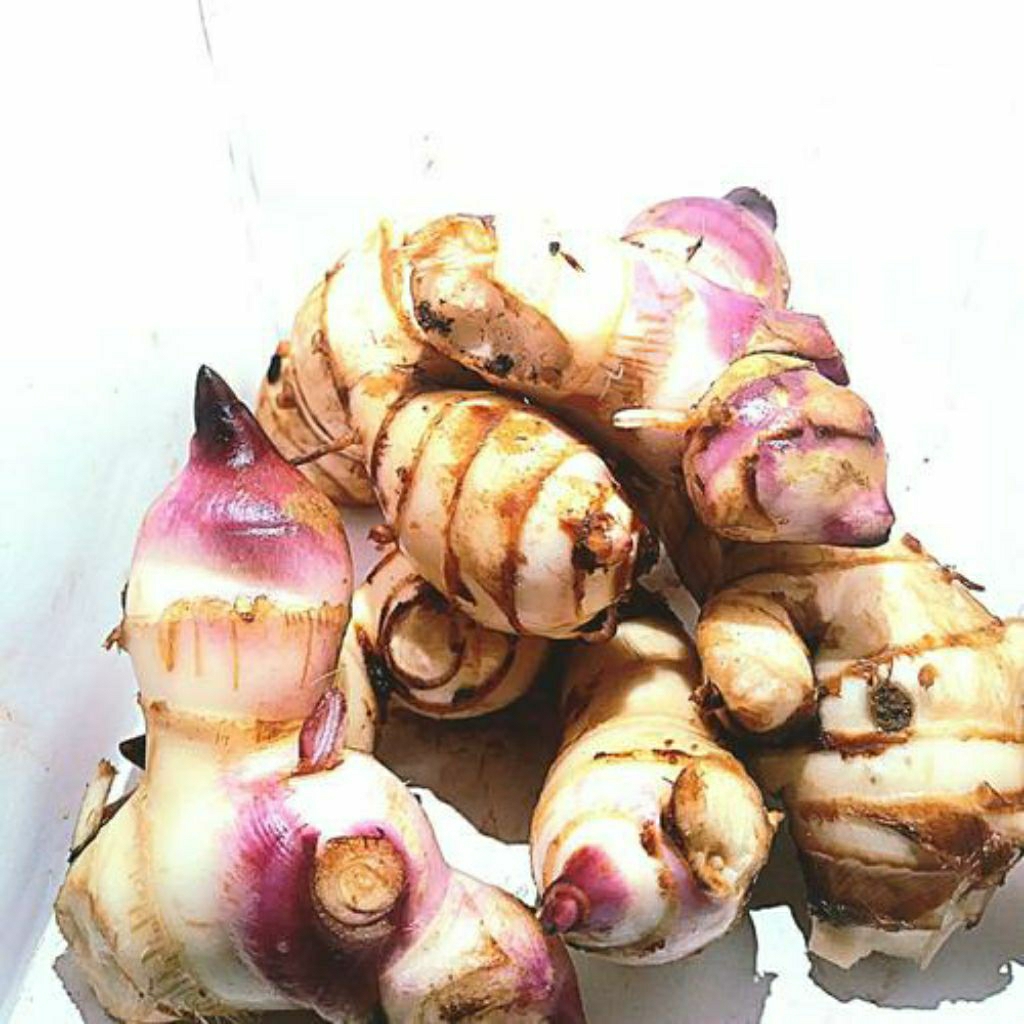 

ganyong ganyol dadakan panen 1kg segar