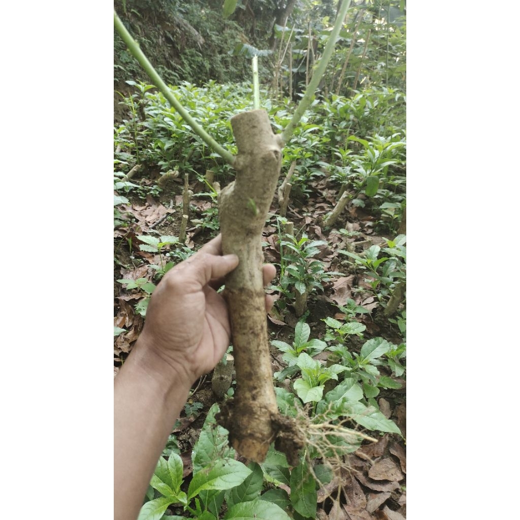 stek tanaman bunga Arum Dalu akar sudah keluar baru sedikit