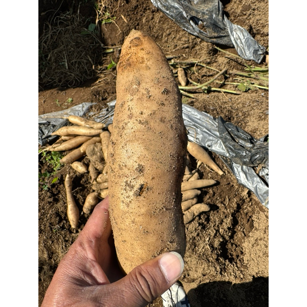 

petani yakon wonosobo jual umbi yakon