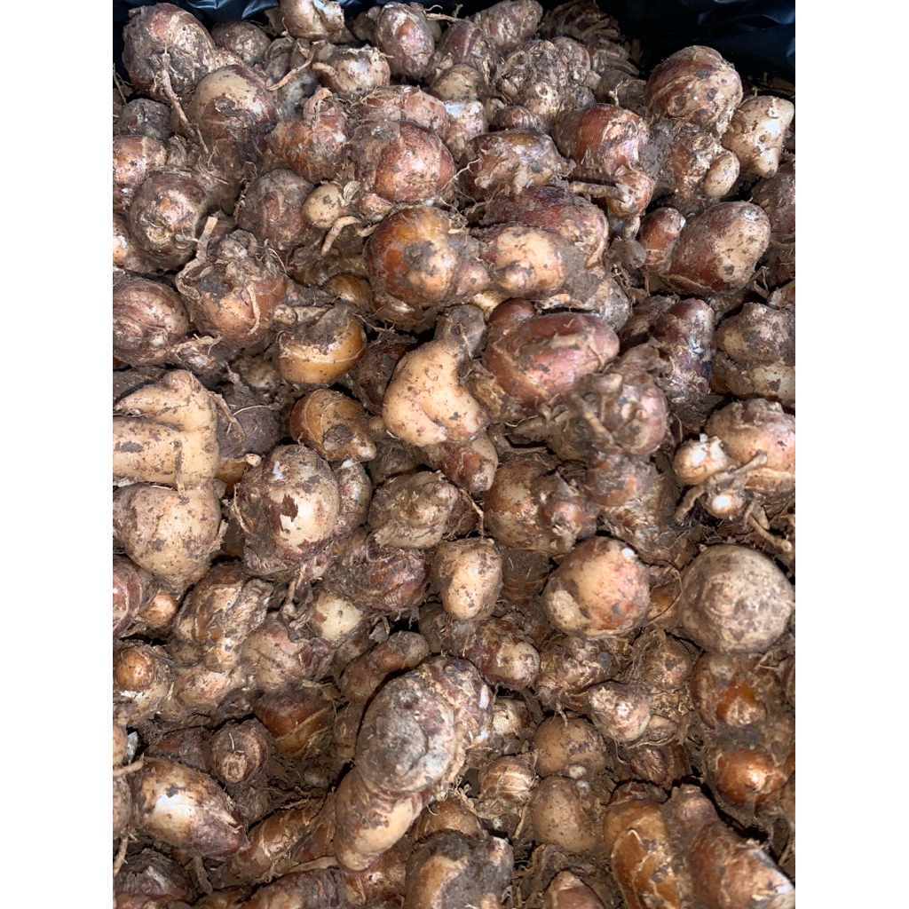 

BUMBU DAPUR || KENCUR 250 gram || 500 gram