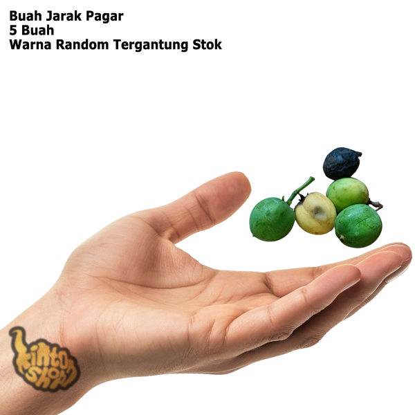 

Buah Jarak Pagar Per 5 Pcs