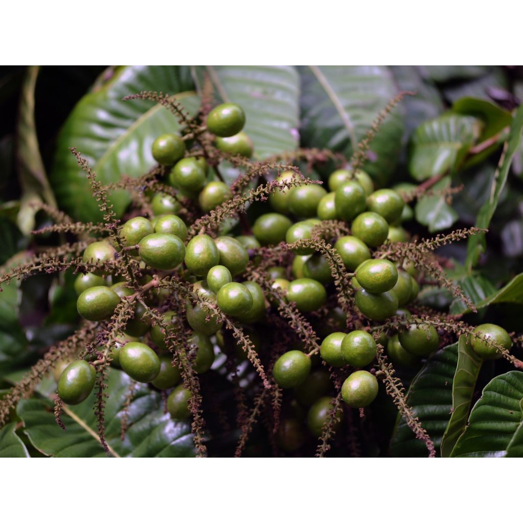 BIBIT MATOA SUPER| CEPAT BERBUAH tanaman matoa