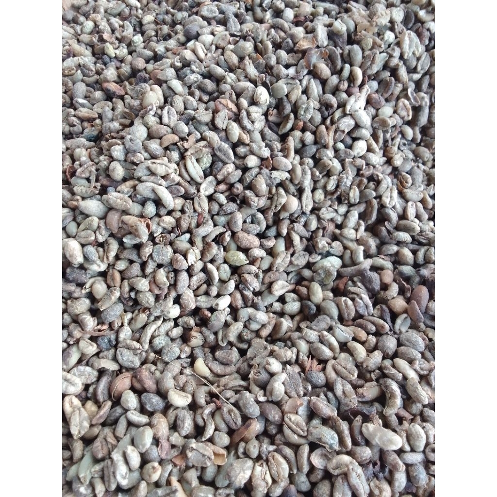 

kopi robusta asli Lampung 250gr