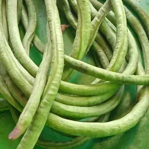 

Kacang panjang 1 kg