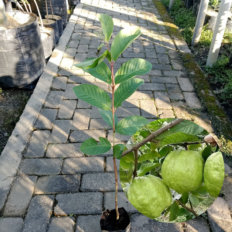 Bibit Buah Jambu Kristal| Jambu Biji| Bibit Buah