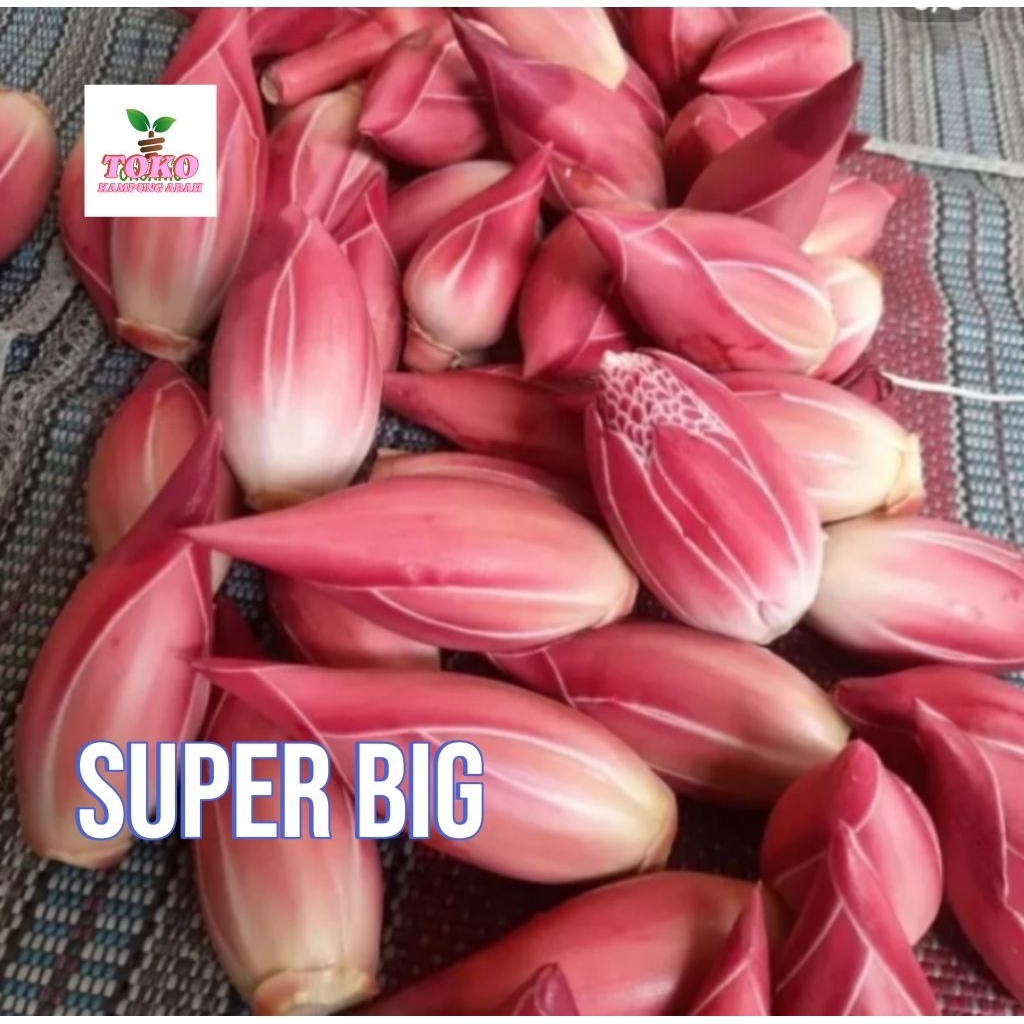 

bunga kecombrang super big level 1