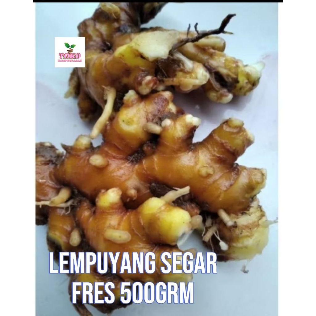 

lempuyang segar fresh 500grm