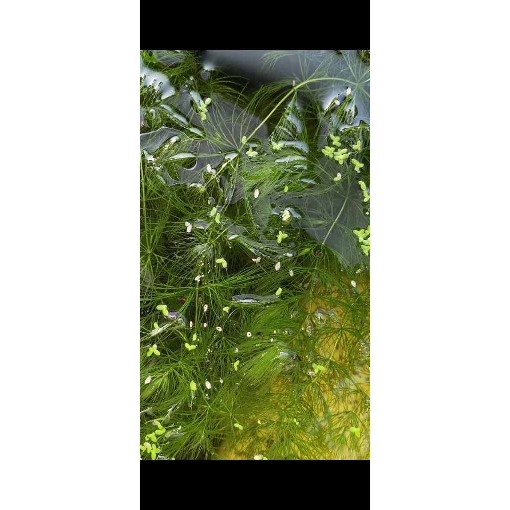 tanaman air ekor tupai