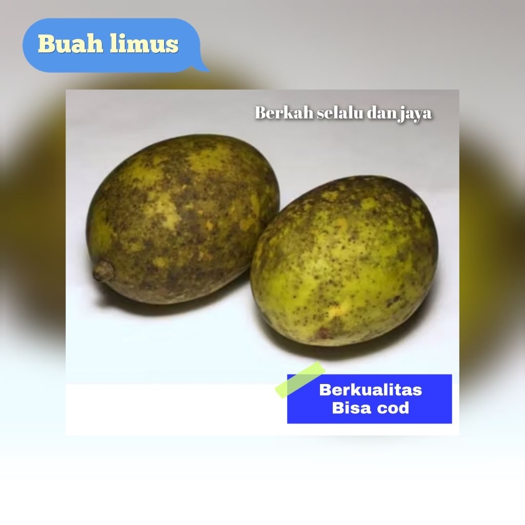 

buah limus super 1 kg
