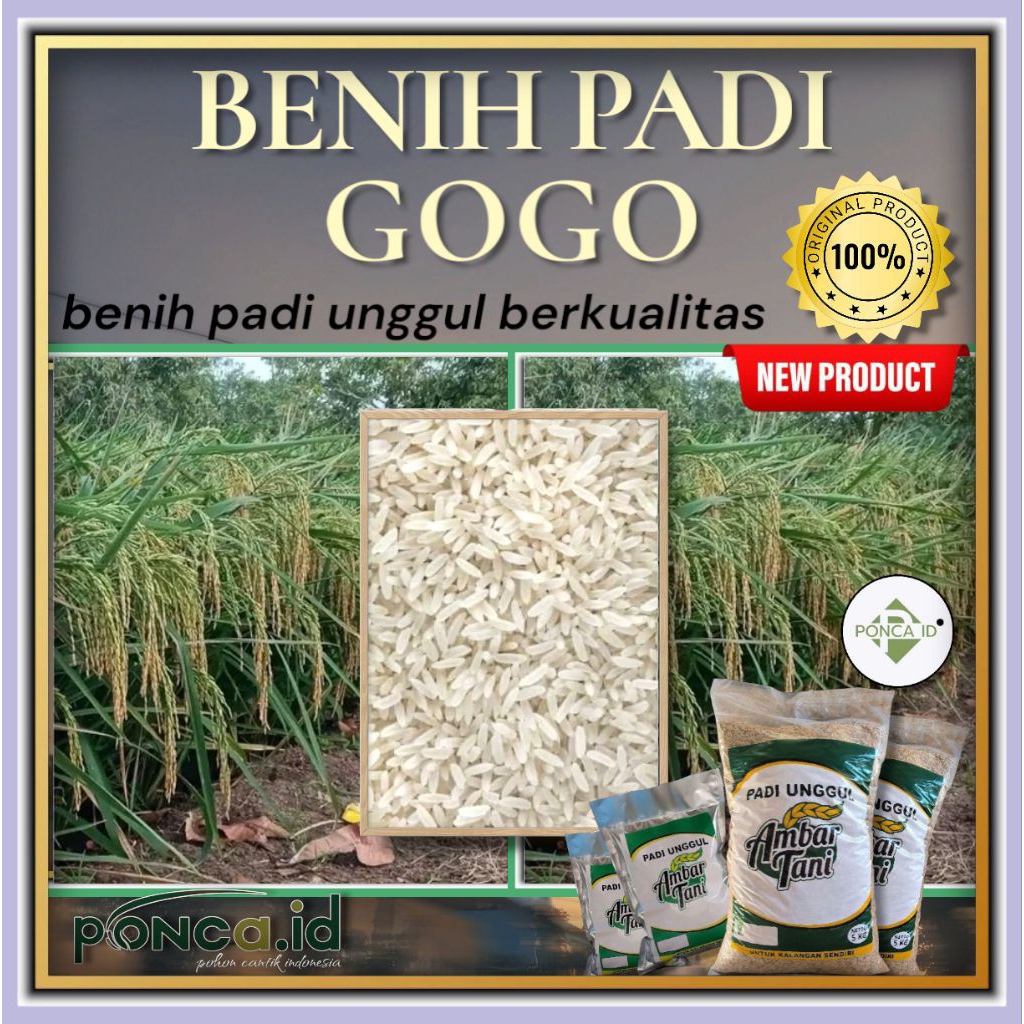 BENIH PADI UNGGUL GOGO ORIGINAL