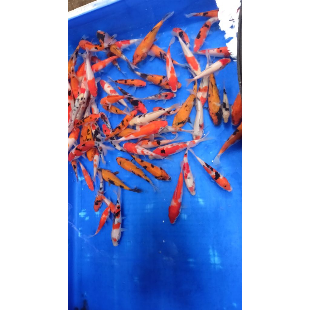Hiasan Kolam Koi 7-12cm