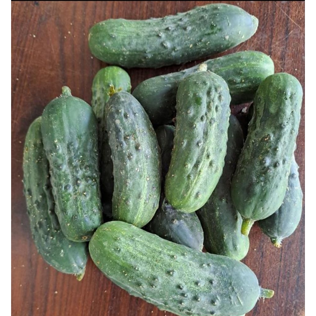 

Timun Baby / Timun Gherkin Segar