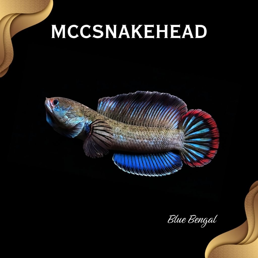 Blue Bengal High Fin Gachua CB REALL IMPORT 100%  | SINGLE TANK - BEST SORTIRAN | Snakehead - Channa